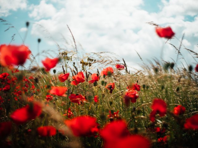 ANZAC Poppy