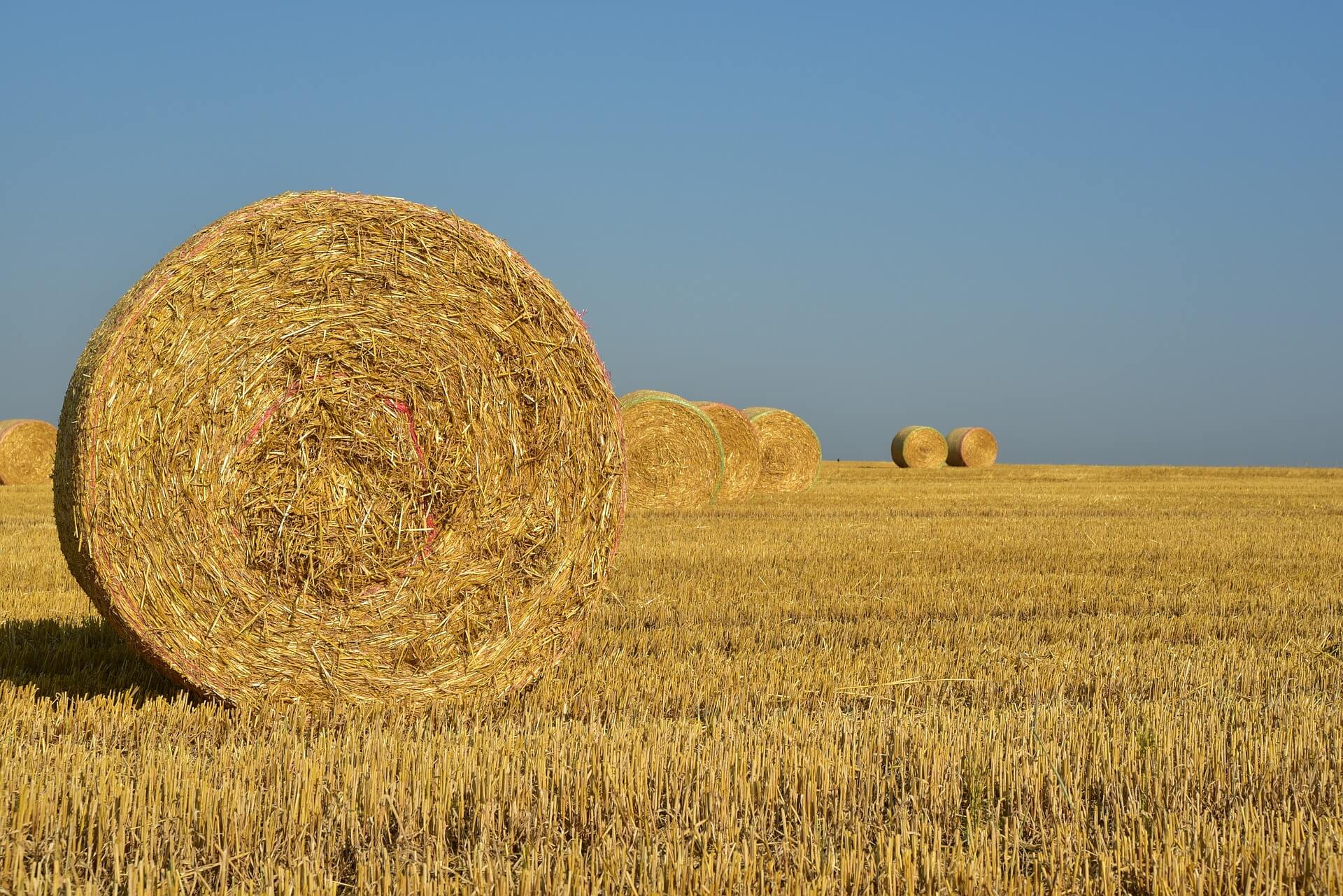 We're Buying a Truckload of Hay! | Scouts Australia