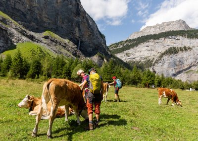 KISC100 Applications Scouts Patting Cows in Swiss Field